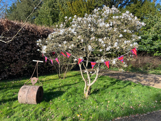 Rainbow striped bunting, cotton flags on rope, hung from a magnolia tree in flower.